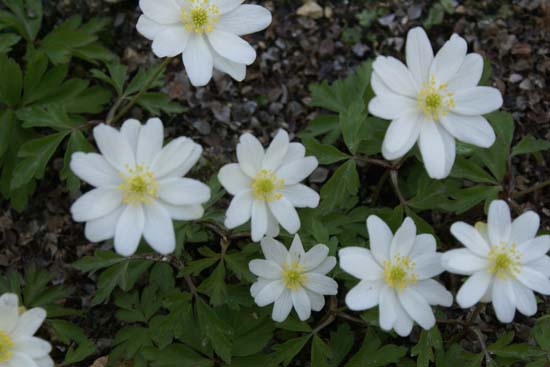 Anemonen Nemerosa Hilda